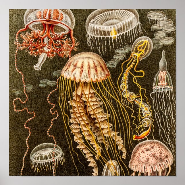 Vintage Jellyfish Antique Jelly Fish Template Poster (Front)