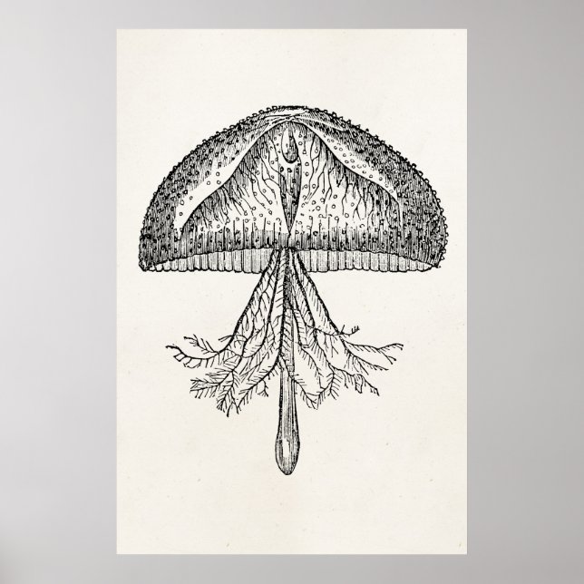 Vintage Jellyfish Antique Jellyfishes Template Poster (Front)