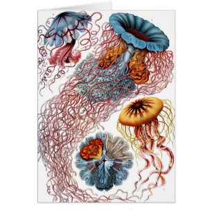 Vintage Jellyfish by Ernst Haeckel, Discomedusae