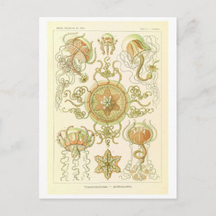 Vintage Jellyfish by Haeckel Postcard