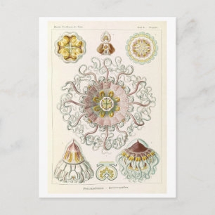 Vintage Jellyfish by Haeckel Postcard