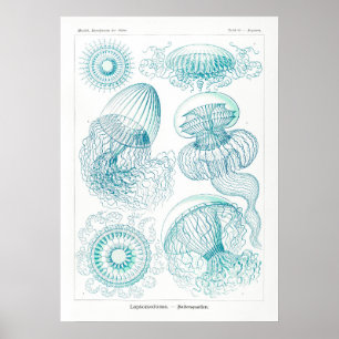 Vintage Jellyfish Illustration Poster