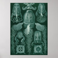 Vintage Jellyfish Illustration