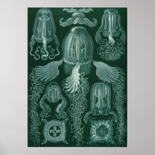 Vintage Jellyfish Illustration Poster