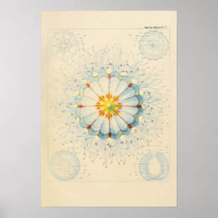 Vintage Jellyfish Poster