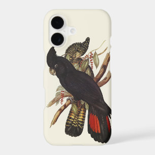 Vintage John Gould Red-Tailed Black Cockatoo Art
