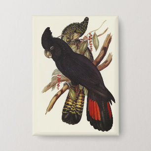 Vintage John Gould Red-Tailed Black Cockatoo Art