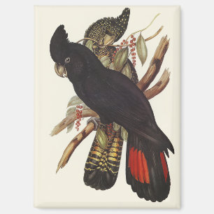 Vintage John Gould Red-Tailed Black Cockatoo Art Magnet