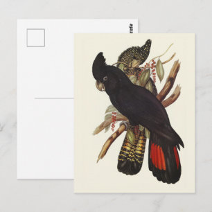 Vintage John Gould Red-Tailed Black Cockatoo Art Postcard