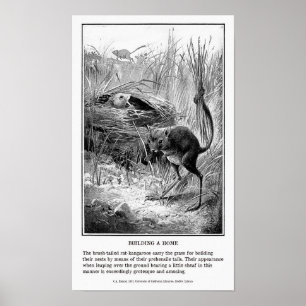 Vintage Kangaroo Rat Print