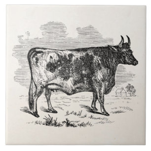 Vintage Kerry Cow Personalised Bull Illustration Tile