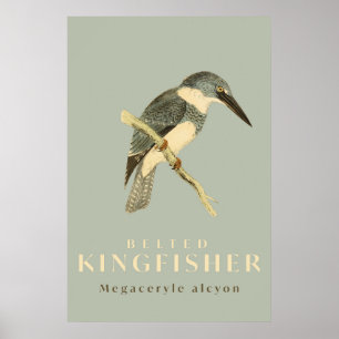 Vintage Kingfisher Watercolour Poster
