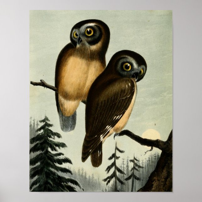 Vintage Kirtlands Owl Poster (Front)