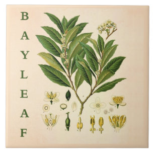 Vintage Kitchen Art: Bay Leaf Herb plant flowers Ceramic Tile