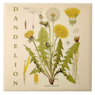 Vintage Kitchen Art: Dandelion Flower Leaves Herb Ceramic Tile
