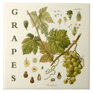 Vintage Kitchen Art: Green Grapes Grape Vine Ceramic Tile