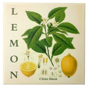 Vintage Kitchen Art: Lemon Citrus Tree flowers Ceramic Tile