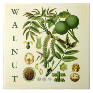 Vintage Kitchen Art: Walnut Nut Tree Leaves Ceramic Tile