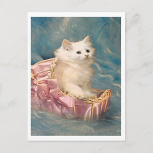 Vintage Kitty Postcard