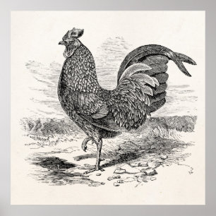 Vintage Kulm Fowl Rooster Chicken - Chickens Hen Poster