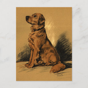 Vintage Labrador Postcard