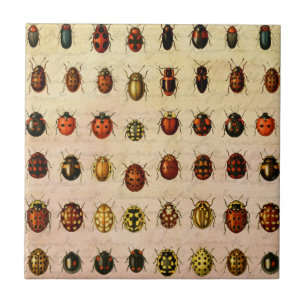Vintage Ladybug Specimen Pattern Antique Insect Ceramic Tile