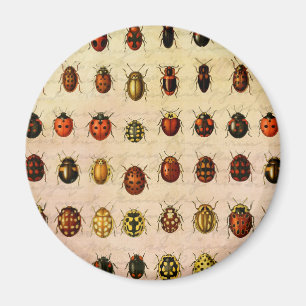 Vintage Ladybug Specimen Pattern Antique Insect Magnet