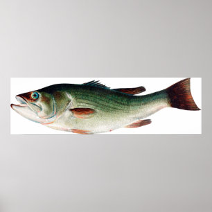 Vintage Largemouth Bass Poster