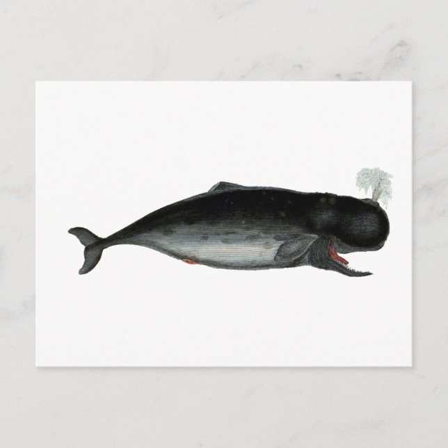 Vintage Laughing Whale Postcard (Front)