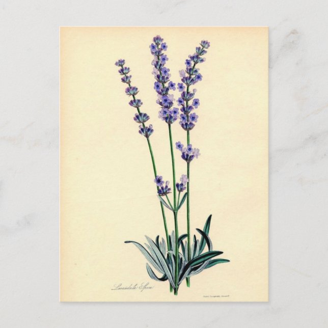 Vintage Lavendar Postcard (Front)