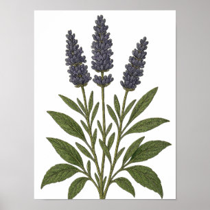 Vintage Lavender Poster