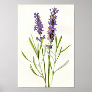 Vintage lavender poster