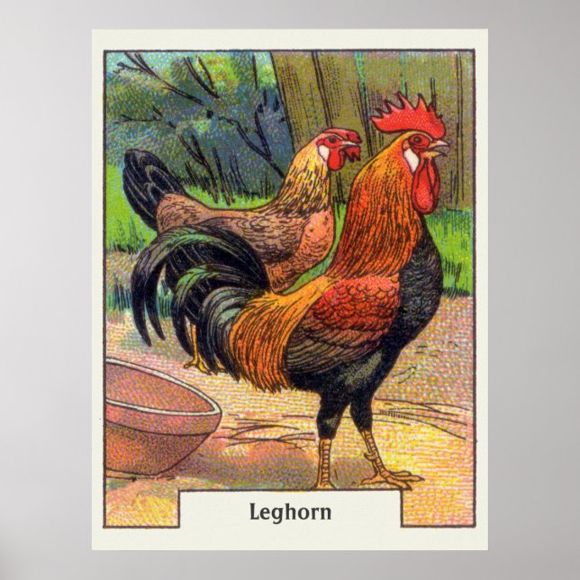 Vintage Leghorn Chicken Poster (Front)