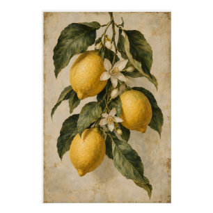 Vintage Lemon Botanical Mediterranean Kitchen Poster