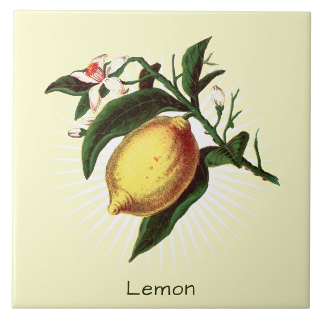 Vintage Lemon Fruit Botanical Art Ceramic Tile (Front)