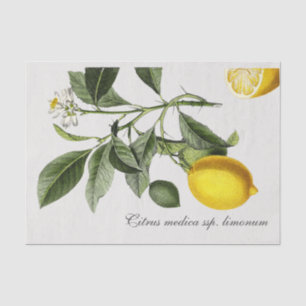 Vintage Lemon Illustration with Botanical Name Tis Tissue Paper