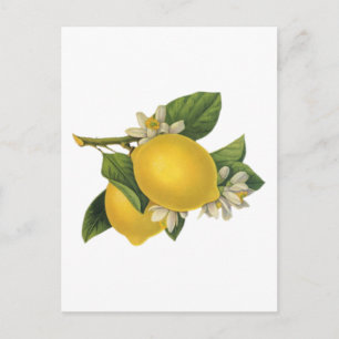 Vintage Lemons Illustration Postcard