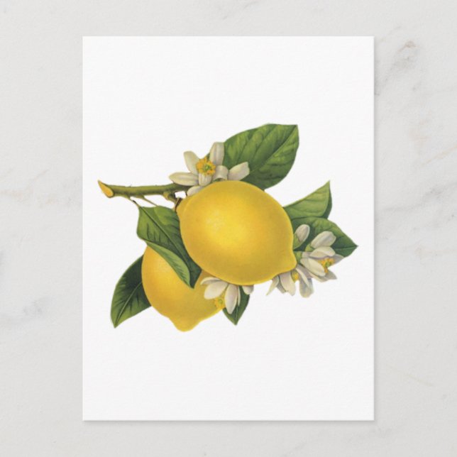 Vintage Lemons Illustration Postcard (Front)