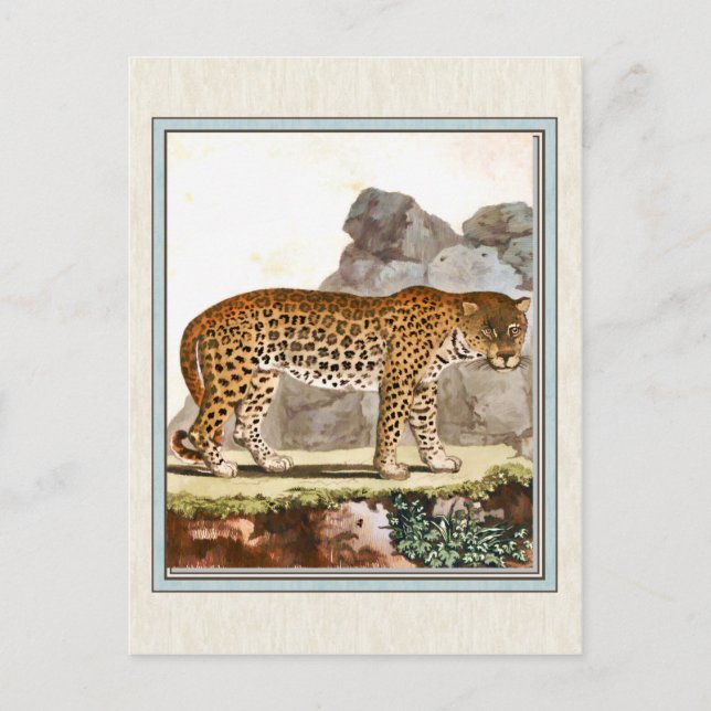 Vintage Leopard Illustration Postcard (Front)