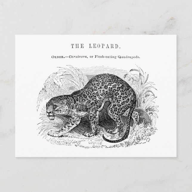 Vintage leopard wildlife illustration postcard (Front)