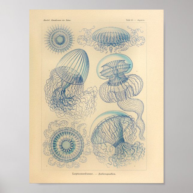 Vintage Leptomedusae Colour Ernst Haeckel Art Poster (Front)