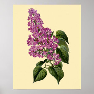 Vintage Lilac Flowers Poster