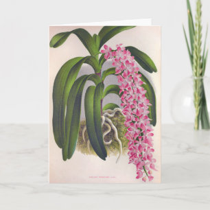 Vintage Lilac Orchid Aerides Fieldingi Lindenia Card