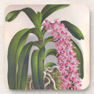 Vintage Lilac Orchid Aerides Fieldingi Lindenia Coaster