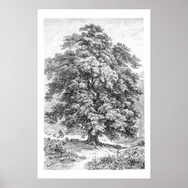 Vintage Linden Tree Black and White Antique Print (Front)