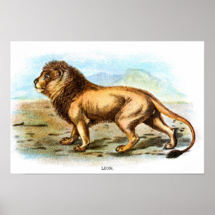 Vintage Lion Animal Illustration Poster