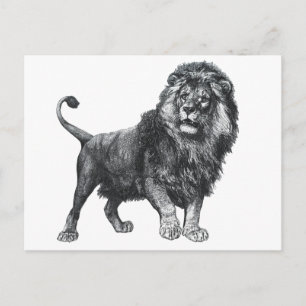 Vintage lion drawing, paw lifted looking left postcard