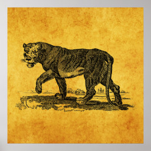 Vintage Lioness Illustration - 1800's Lion African Poster
