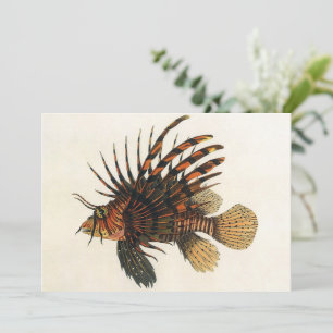 Vintage Lionfish Fish, Marine Ocean Life Animal