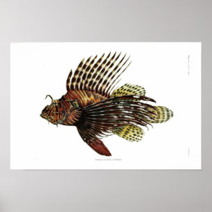 Vintage Lionfish Poster